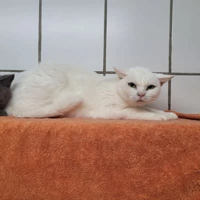 Tierschutzverein, 6yo Mixed Breed for adoption at Tierschutz-Verein Kulmbach u. Umgebung e.V.