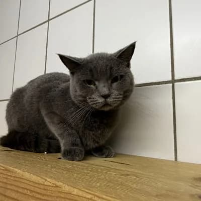 Tierschutzverein, female 6yo Mixed Breed for adoption at Tierschutz-Verein Kulmbach u. Umgebung e.V.