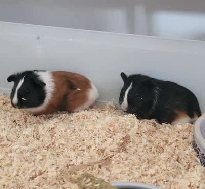 Tierschutzverein, male Mixed Breed for adoption at Tierschutz-Verein Kulmbach u. Umgebung e.V.
