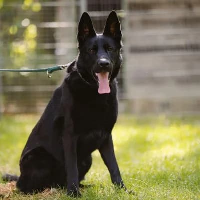 ANCA, female Mixed Breed for adoption at Tierschutz-Verein Kulmbach u. Umgebung e.V.