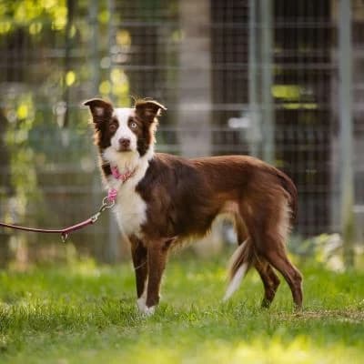 NALA, female Mixed Breed for adoption at Tierschutz-Verein Kulmbach u. Umgebung e.V.
