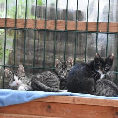 B-Kitten, male puppy Mixed Breed for adoption at Tierheim Laage