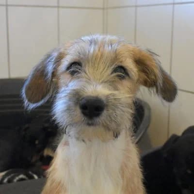 Effie, female puppy Mixed Breed for adoption at Tierheim Laage