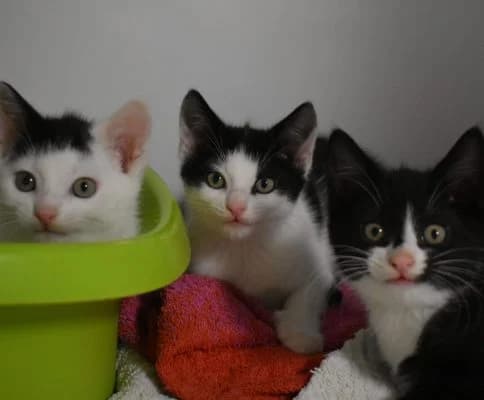 Manni, Max & Milo, male puppy Mixed Breed for adoption at Tierheim Laage