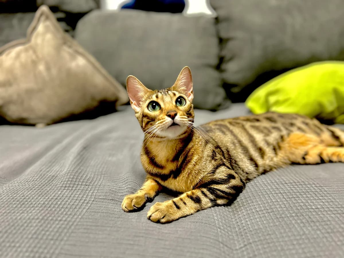 ***Privatvermittlung*** Bengal-Kätzin Nala, female 4yo Mixed Breed for adoption at Tierheim Lahr, Lahr