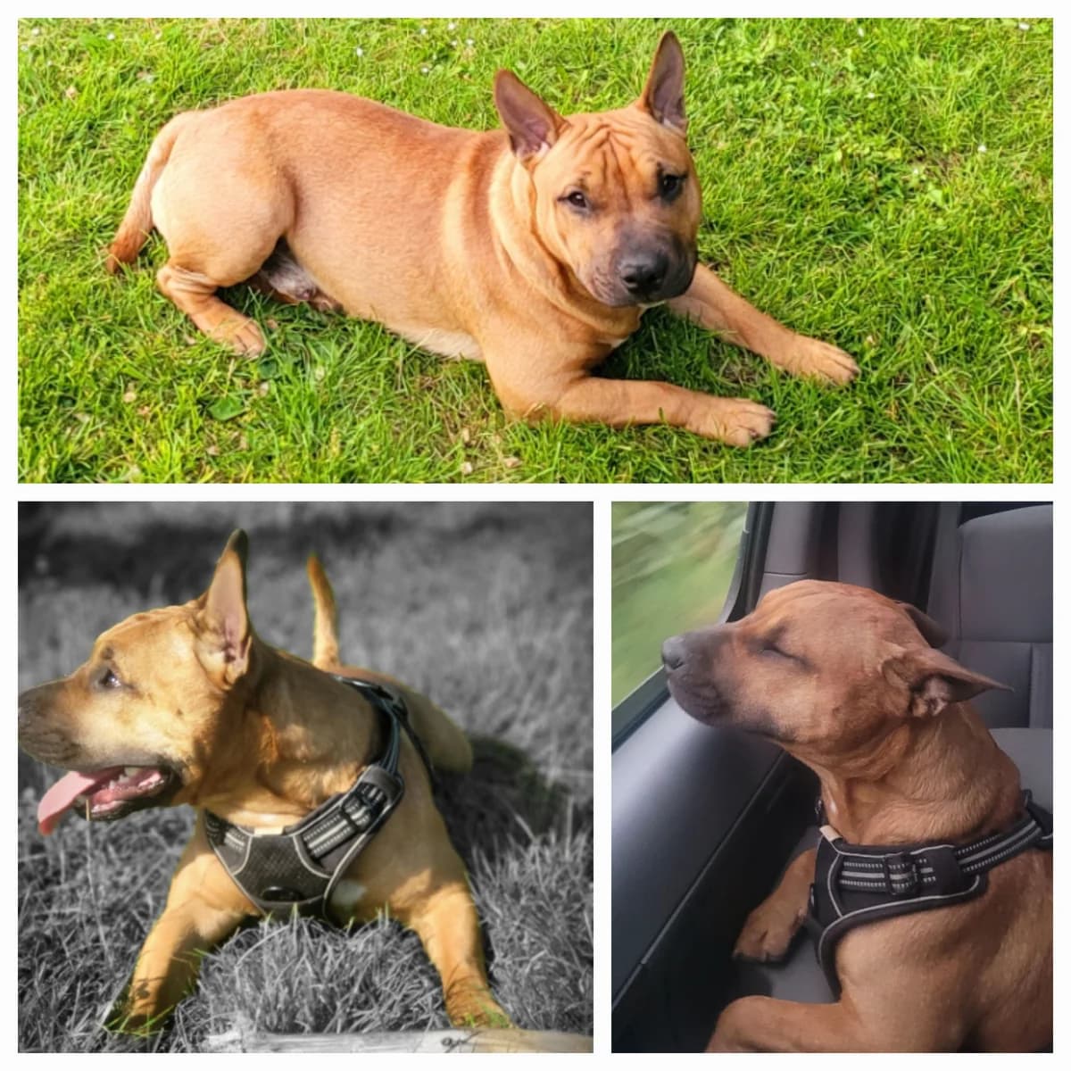 ***Privatvermittlung***, male Mixed Breed for adoption at Tierheim Lahr, Lahr