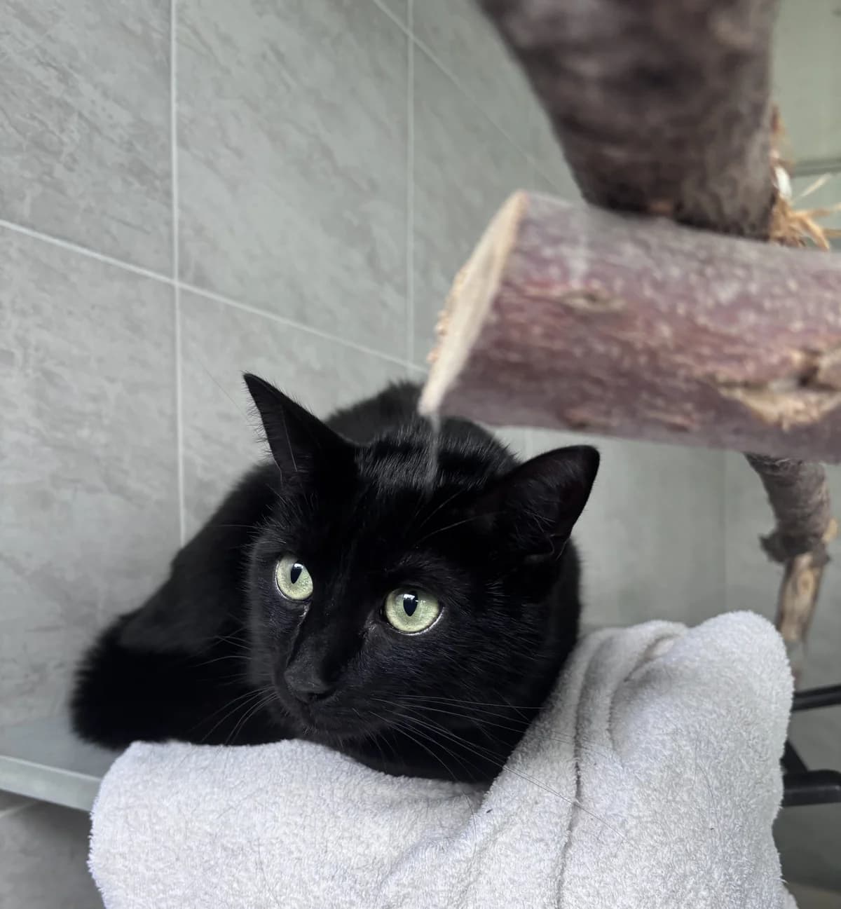 Milo, male senior Mixed Breed for adoption at Tierheim Landshut, Landshut