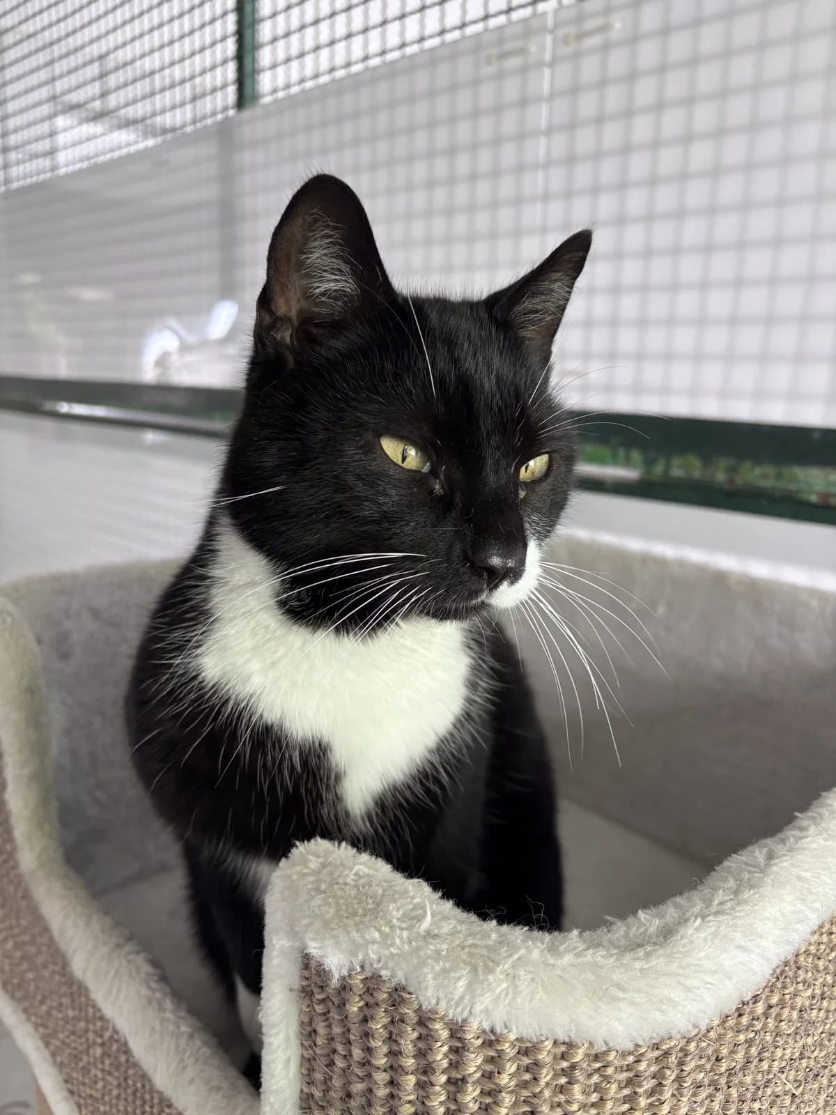 Momo, male senior Mixed Breed for adoption at Tierheim Landshut, Landshut