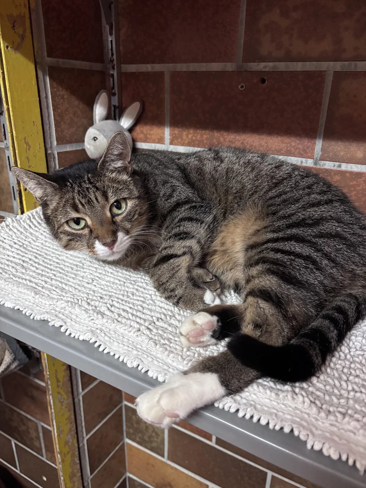 Paul, male senior mixed breed for adoption at Tierheim Landshut, Landshut