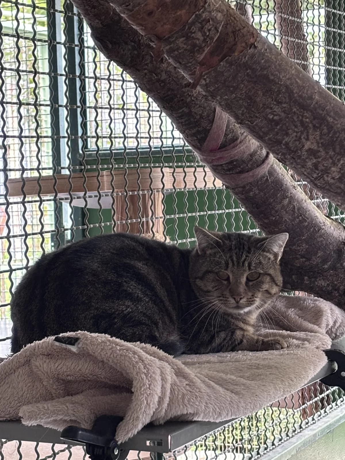 Stranger, male senior Mixed Breed for adoption at Tierheim Landshut, Landshut