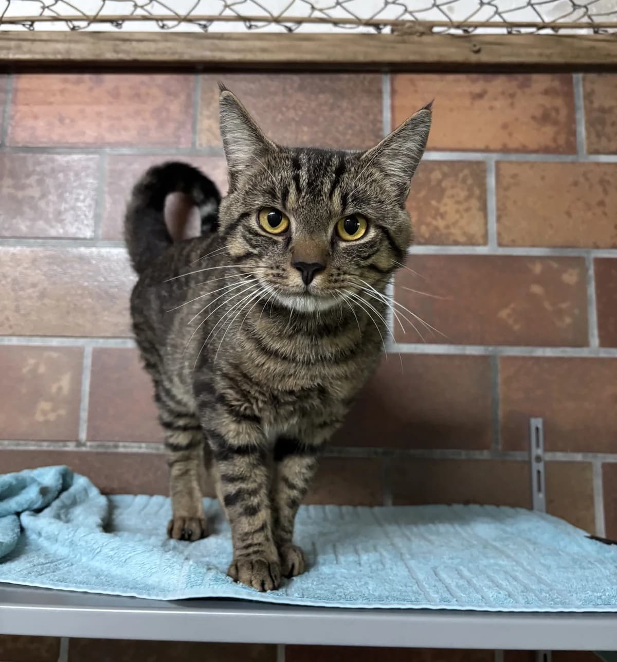 Tommi, male senior Mixed Breed for adoption at Tierheim Landshut, Landshut