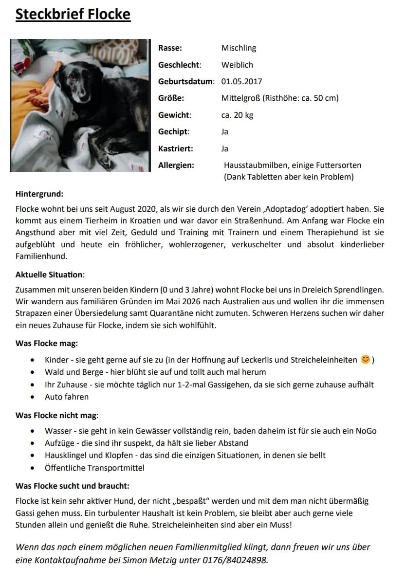 Flocke, Mixed Breed for adoption at Tierheim Langen, Langen