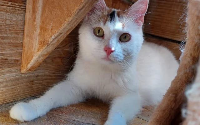 Abgabekatze Zoja, female puppy Mixed Breed for adoption at Tierheim Lauterbach