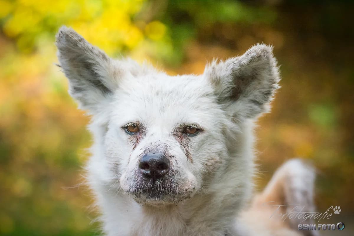 Akita Inu Lilly, female puppy Mixed Breed for adoption at Tierheim Lauterbach