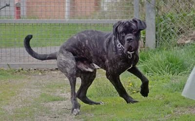Cane-Corso-Mix Djagoo, male puppy Mixed Breed for adoption at Tierheim Lauterbach