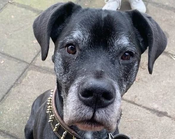 Doggen-Mix Clyde, male senior Mixed Breed for adoption at Tierheim Lauterbach