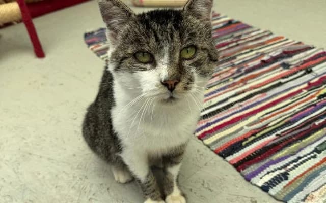 Fundkater Fürst Wolfram, male senior Mixed Breed for adoption at Tierheim Lauterbach