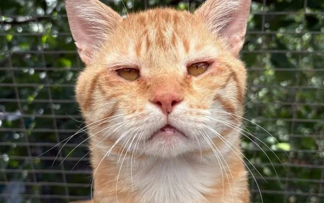 Fundkater Igor, male puppy Mixed Breed for adoption at Tierheim Lauterbach