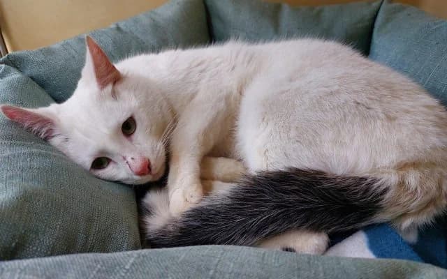 Fundkater Yeti, male puppy Mixed Breed for adoption at Tierheim Lauterbach