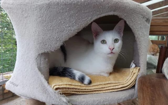 Fundkater Yeti, male puppy Mixed Breed for adoption at Tierheim Lauterbach