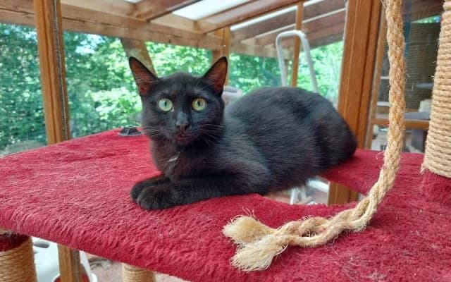 Fundkatze Ebony, female puppy Mixed Breed for adoption at Tierheim Lauterbach