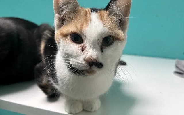 Fundkatze Fiona, female puppy Mixed Breed for adoption at Tierheim Lauterbach