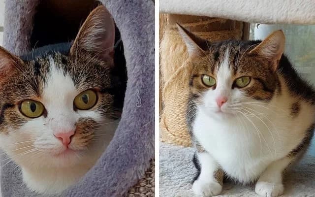Fundkatzen Alice und Alma, female puppy Mixed Breed for adoption at Tierheim Lauterbach