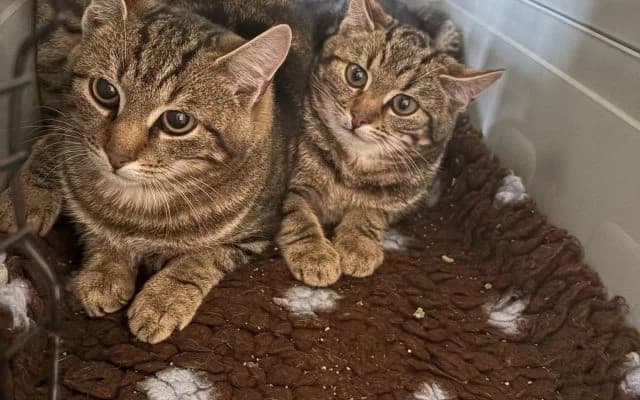 Fundkater Athos, male puppy Mixed Breed for adoption at Tierheim Lauterbach