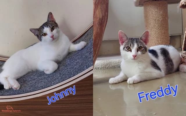 Fundkatzen Johnny und Freddy, male puppy Mixed Breed for adoption at Tierheim Lauterbach