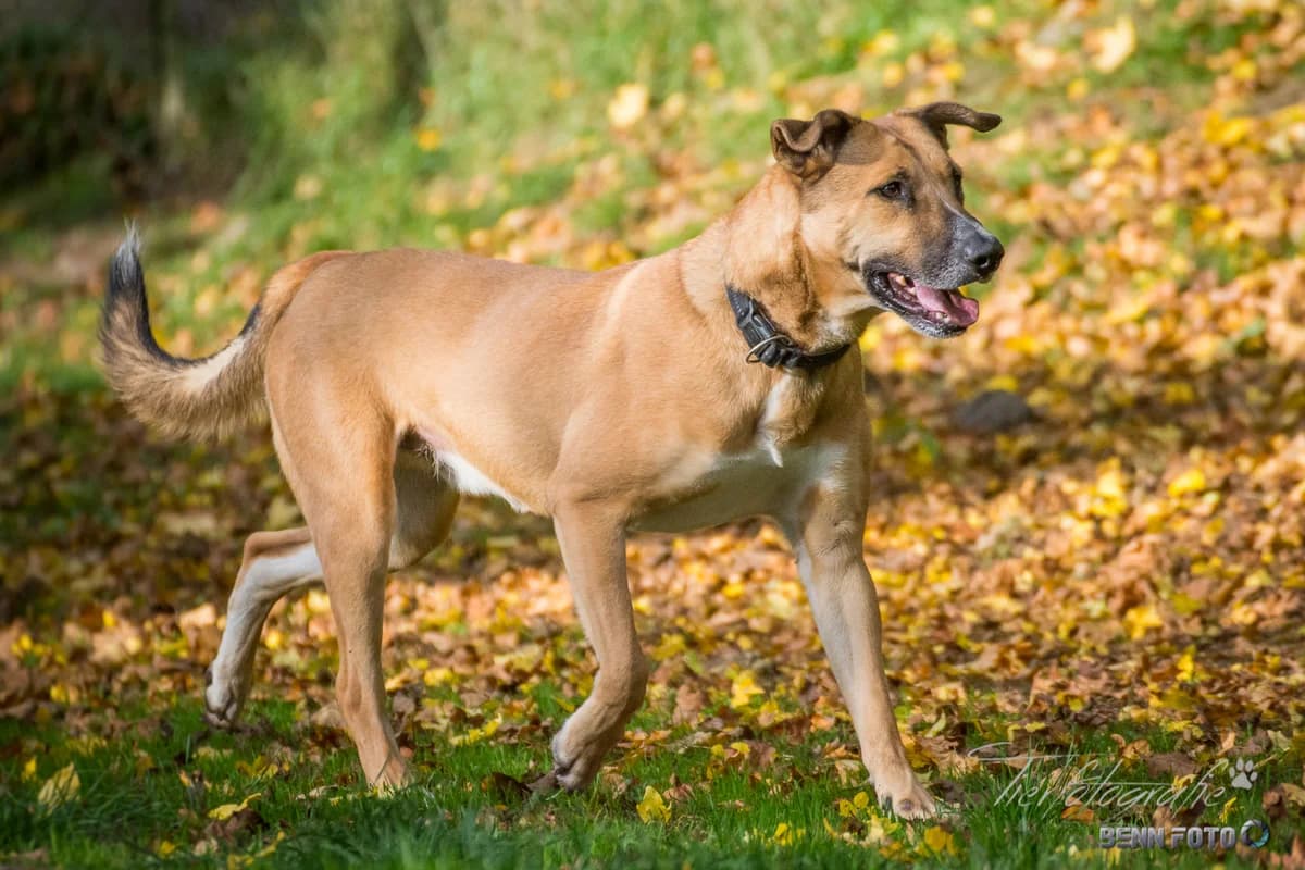 Mischling Akito, male puppy Mixed Breed for adoption at Tierheim Lauterbach