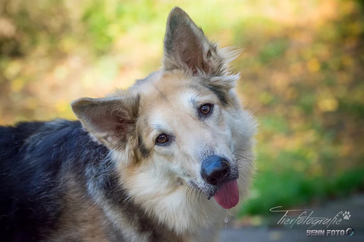 Mischling Kumi, female 4yo Mixed Breed for adoption at Tierheim Lauterbach