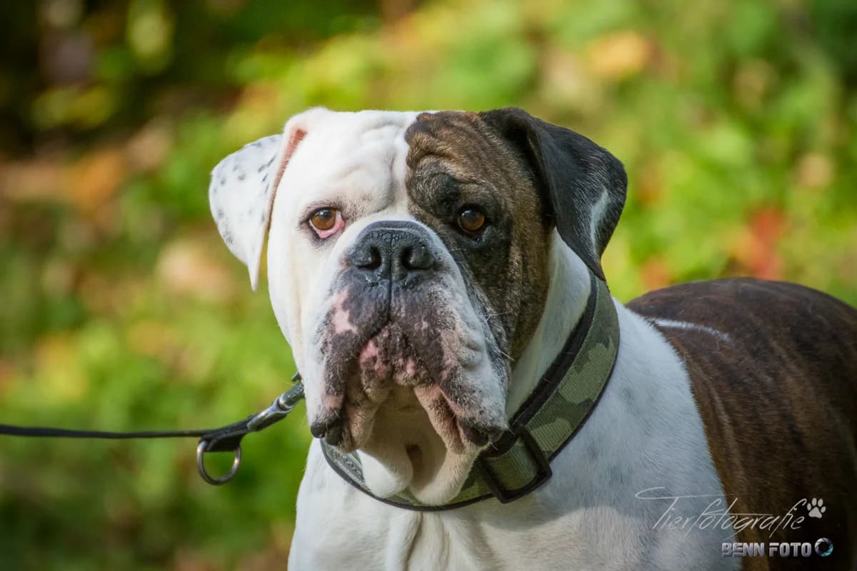 OEB Hermann, male puppy Mixed Breed for adoption at Tierheim Lauterbach