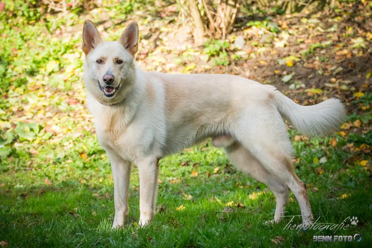 Schäferhund-Mix Preston, male 6yo Mixed Breed for adoption at Tierheim Lauterbach