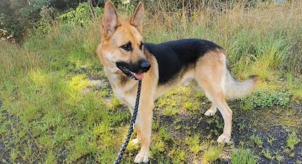 Schäferhund-Mix Rex, male puppy Mixed Breed for adoption at Tierheim Lauterbach