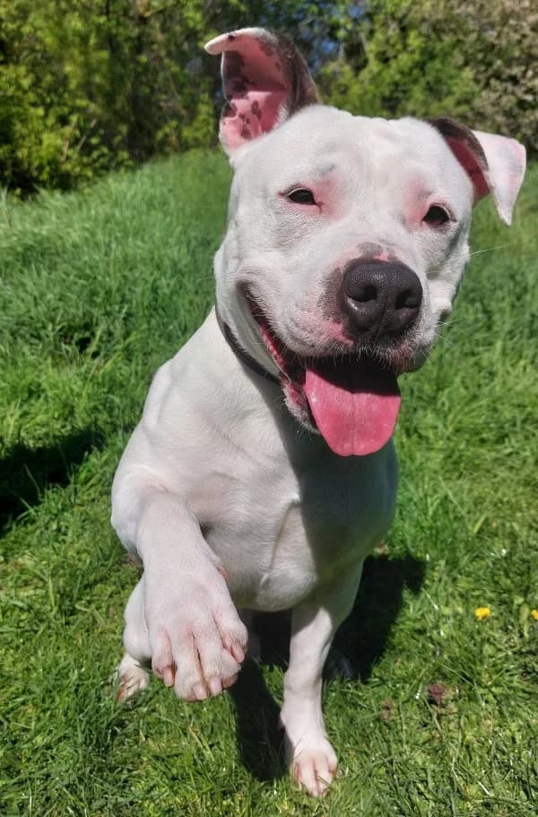Milow, male 3yo Mixed Breed for adoption at Tierheim Leipzig, Leipzig
