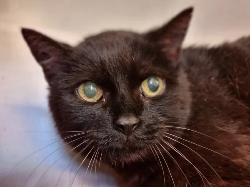 Perwoll, female senior Mixed Breed Cat for adoption at Tierheim Leipzig, Leipzig
