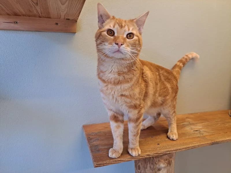 Fidelis, male 4yo Mixed Breed Cat for adoption at Tierheim Leipzig, Leipzig