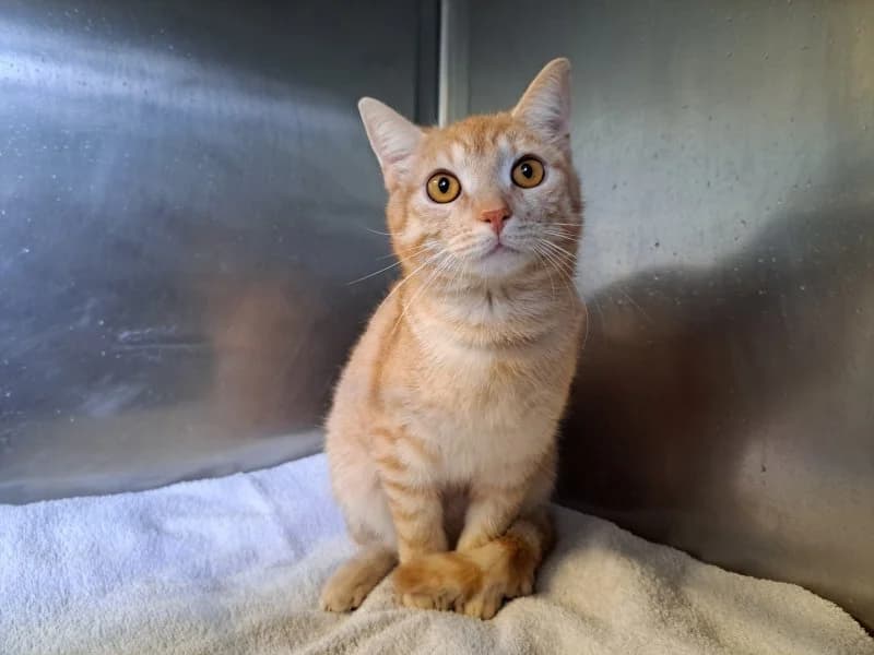 Leander, male young Mixed Breed Cat for adoption at Tierheim Leipzig, Leipzig