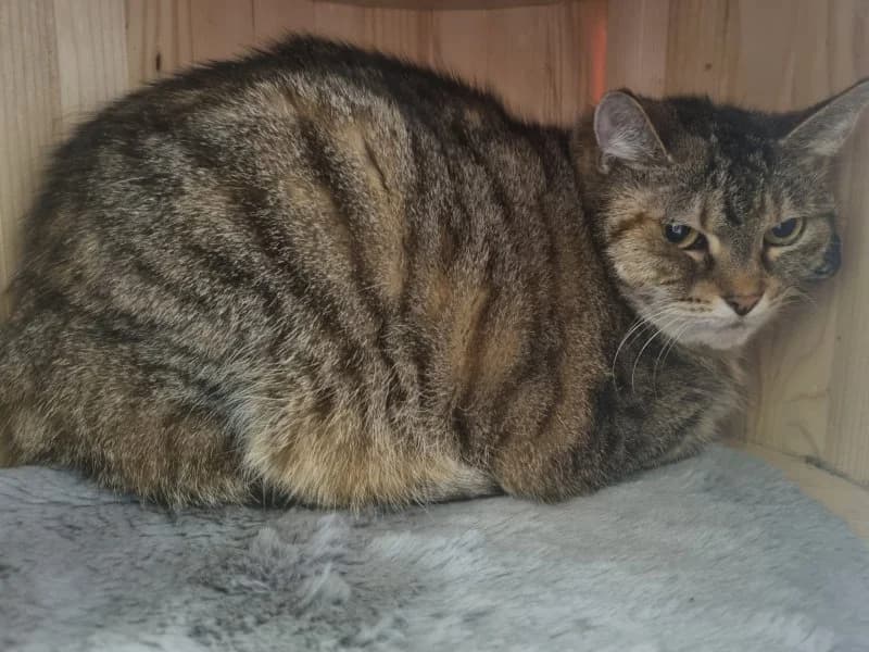 Melinda, female senior Mixed Breed Cat for adoption at Tierheim Leipzig, Leipzig