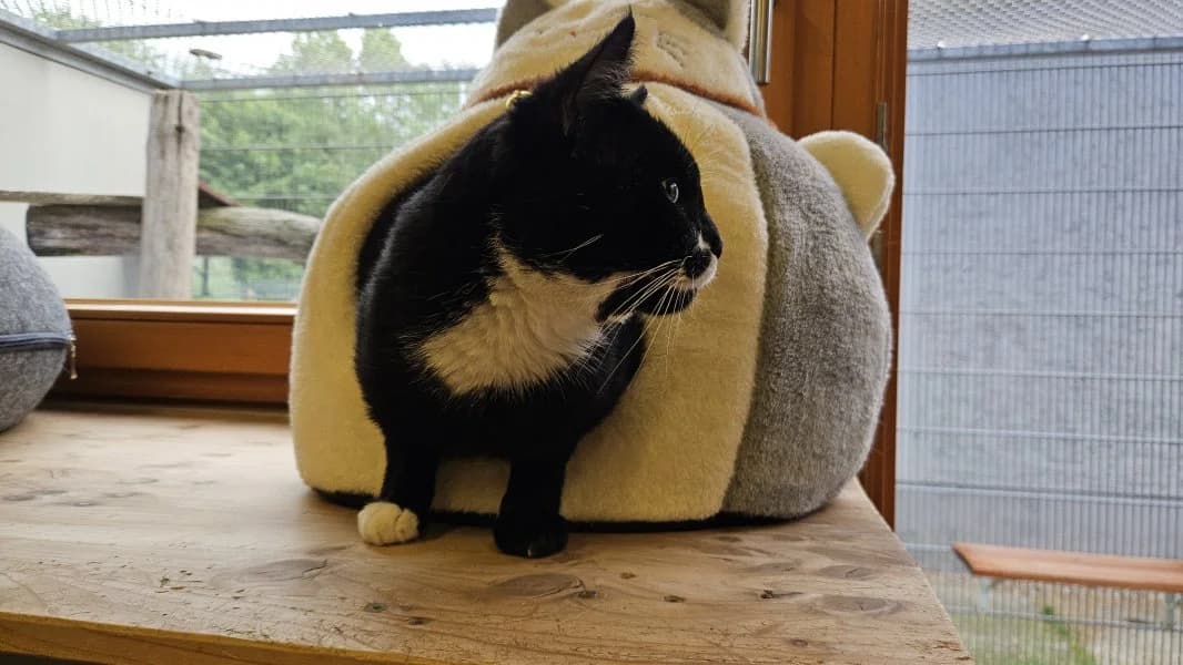 Buddy, male 4yo Mixed Breed Cat for adoption at Tierheim Leipzig, Leipzig