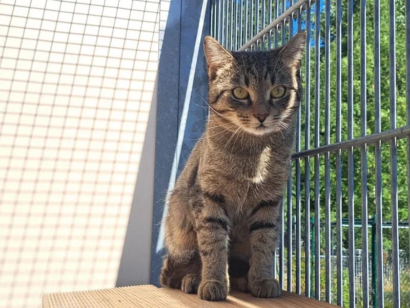 Alvin, male young Mixed Breed Cat for adoption at Tierheim Leipzig, Leipzig