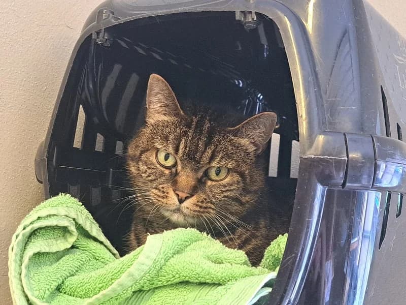 Mary, female senior Mixed Breed Cat for adoption at Tierheim Leipzig, Leipzig