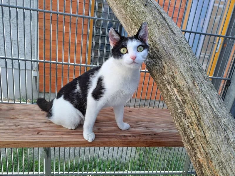 Toska, female 3yo Mixed Breed Cat for adoption at Tierheim Leipzig, Leipzig