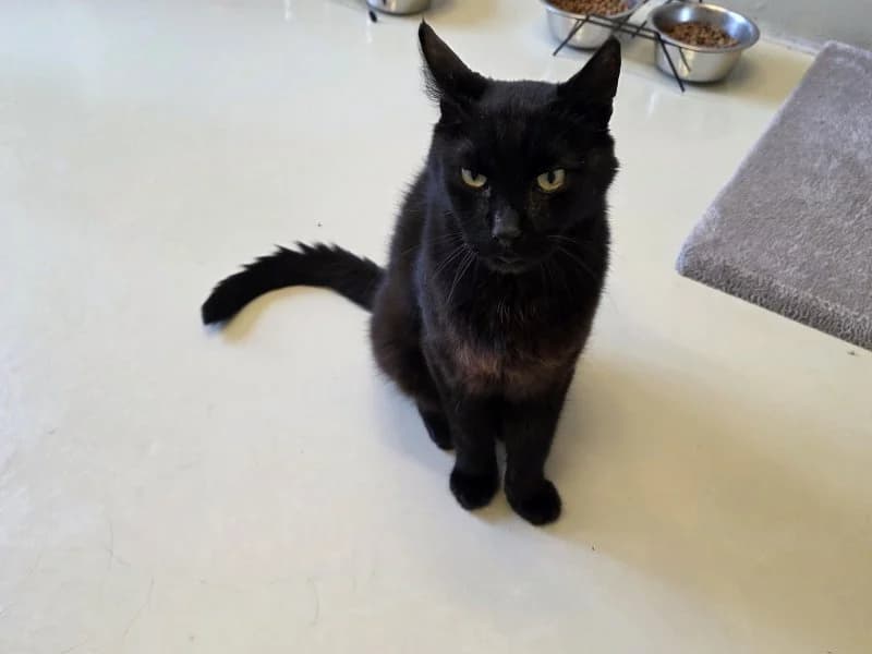 Laurentius, male senior Mixed Breed Cat for adoption at Tierheim Leipzig, Leipzig