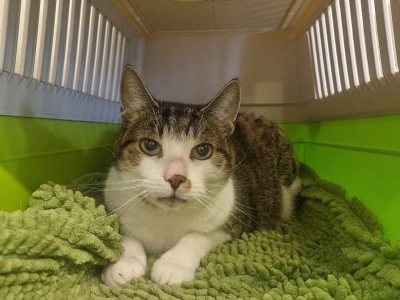 Kasimir, male 7yo Mixed Breed Cat for adoption at Tierheim Leipzig, Leipzig
