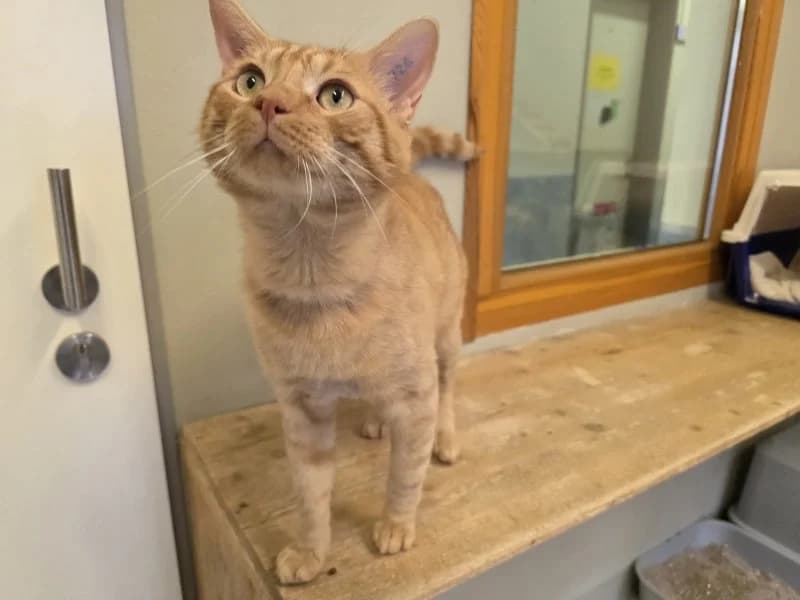 Knatschi, male 6yo Mixed Breed Cat for adoption at Tierheim Leipzig, Leipzig