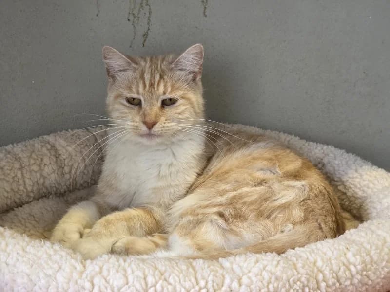 Merida, female senior Mixed Breed Cat for adoption at Tierheim Leipzig, Leipzig
