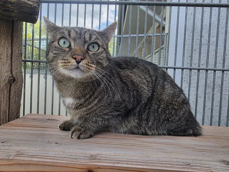 Ajax, male 4yo Mixed Breed Cat for adoption at Tierheim Leipzig, Leipzig