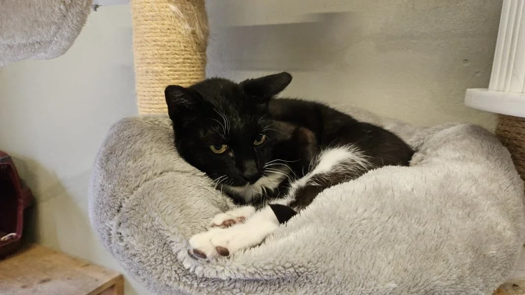 Henriette, female 5yo Mixed Breed Cat for adoption at Tierheim Leipzig, Leipzig