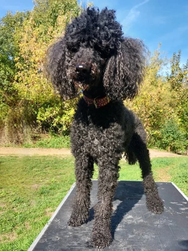 Florentine, female senior Poodle for adoption at Tierheim Leipzig, Leipzig